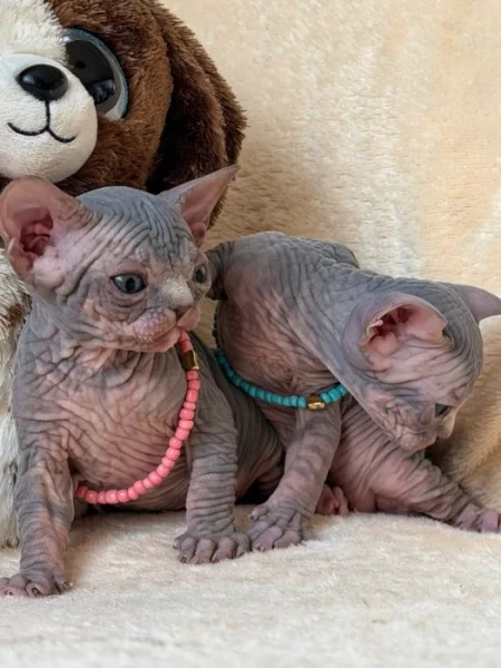 Kanadský sphynx