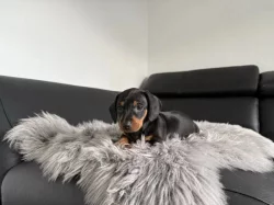 Jezevčík hladkosrstý trpasličí bez PP