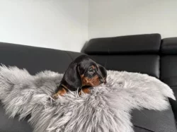 Jezevčík hladkosrstý trpasličí bez PP