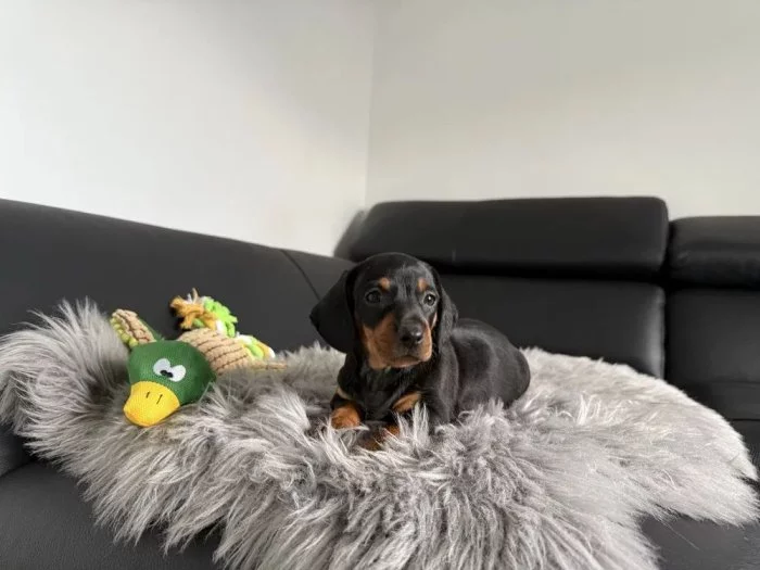 Jezevčík hladkosrstý trpasličí bez PP