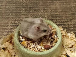 Křečík džungarský