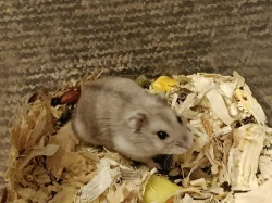 Křečík džungarský