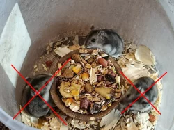 Křečík džungarský