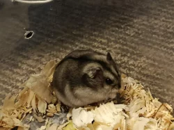 Křečík džungarský