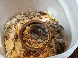 Křečík džungarský