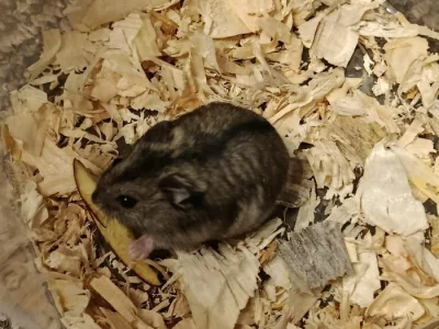 Křečík džungarský