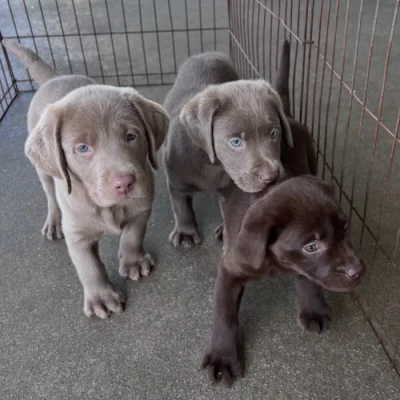 Labradorský retrívr..