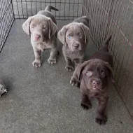 Labradorský retrívr..