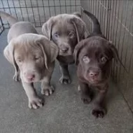 Labradorský retrívr..