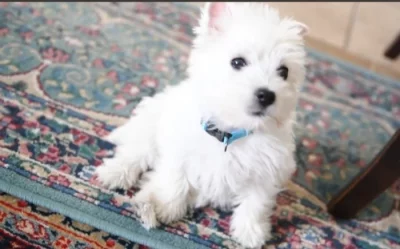 Westík štěňátka