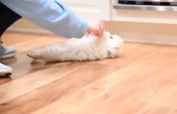 Westík štěňátka