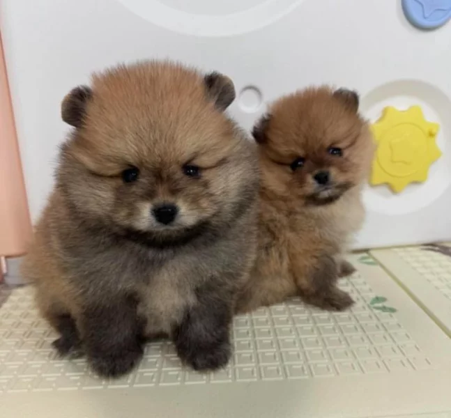 K dispozici Pomeranian k prodeji