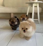 K dispozici Pomeranian k prodeji