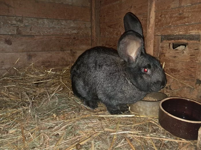 Prodám samičku belgického obra vhodnou k chovu