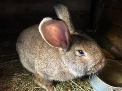 Prodám belgického samce vhodného k chovu