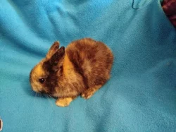 Nabízím zakrslé králíčky