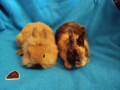 Nabízím zakrslé králíčky