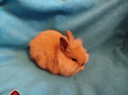 Nabízím zakrslé králíčky