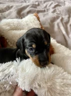 Hladkosrstý jezevčík bez PP štěňátka