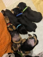 Hladkosrstý jezevčík bez PP štěňátka