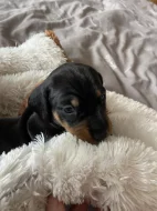 Hladkosrstý jezevčík bez PP štěňátka