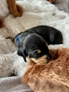 Hladkosrstý jezevčík bez PP štěňátka