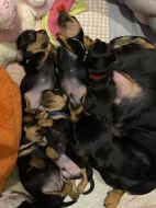 Hladkosrstý jezevčík bez PP štěňátka