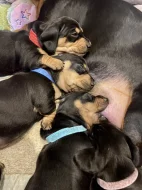 Hladkosrstý jezevčík bez PP štěňátka