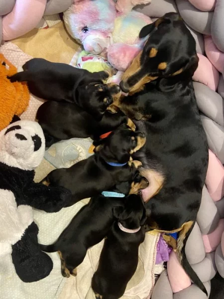 Hladkosrstý jezevčík bez PP štěňátka