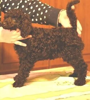 černý pudl pes s PP