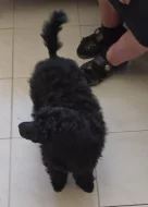 černý pudl pes s PP