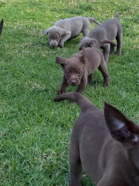 Nabízíme labradorského retrívra