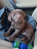 Nabízíme labradorského retrívra