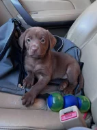 Nabízíme labradorského retrívra