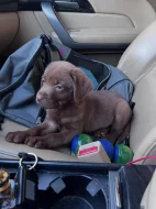 Nabízíme labradorského retrívra