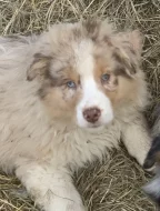 Australsky ovčàk bez pp