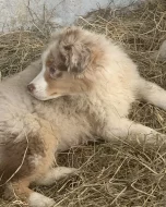 Australsky ovčàk bez pp