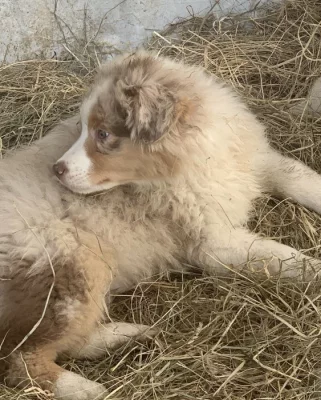 Australsky ovčàk bez pp