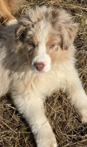 Australsky ovčàk bez pp