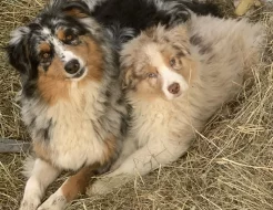 Australsky ovčàk bez pp