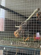 Vlaška koroptví - týdenní kuřata