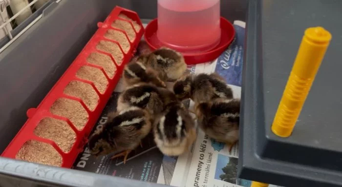 Vlaška koroptví - týdenní kuřata