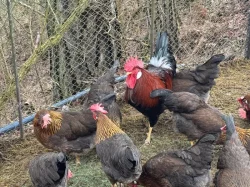 Vlaška koroptví - týdenní kuřata