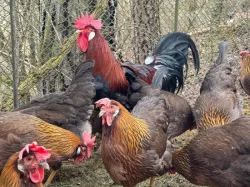 Vlaška koroptví - týdenní kuřata