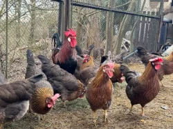 Vlaška koroptví - týdenní kuřata
