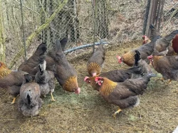 Vlaška koroptví - týdenní kuřata