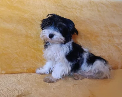 Biewer - prodám pejsky bez pp