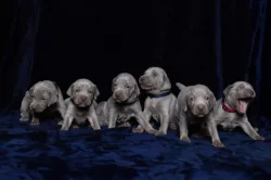 Výmarský ohař krátkosrstý vrh S CHS Šedý lovec