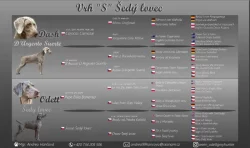 Výmarský ohař krátkosrstý vrh S CHS Šedý lovec