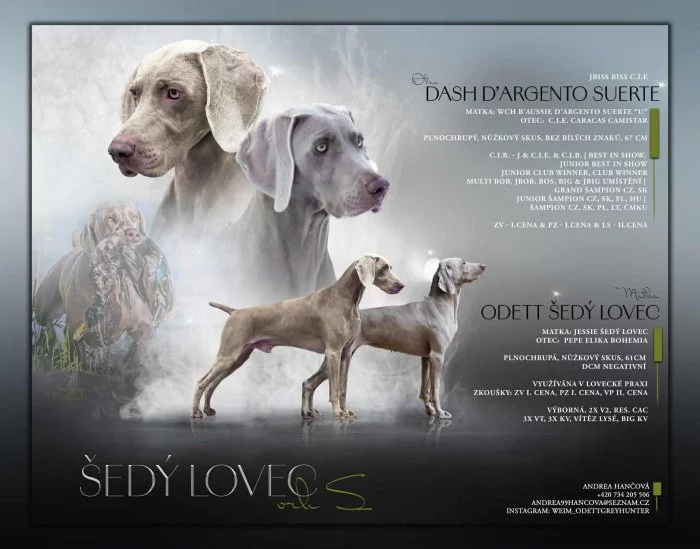 Výmarský ohař krátkosrstý vrh S CHS Šedý lovec